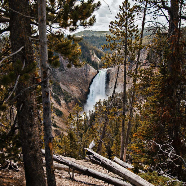 Yellowstone Camping spots to enjoy America's First National Park