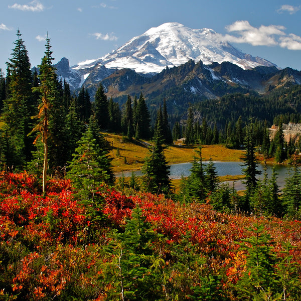 Quick Guide to Mount Rainier National Park