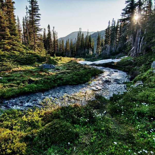 5 Best Places to Camp in Olympic National Park